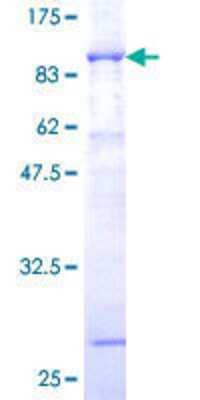 SDS-PAGE: Recombinant Human p67phox/NOXA2 GST (N-Term) Protein [H00004688-P01]