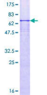 SDS-PAGE: Recombinant Human Necdin GST (N-Term) Protein [H00004692-P01]