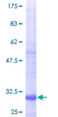 SDS-PAGE: Recombinant Human NDUFA1 GST (N-Term) Protein [H00004694-P02]