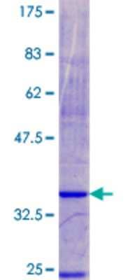 SDS-PAGE: Recombinant Human NDUFA3 GST (N-Term) Protein [H00004696-P01]