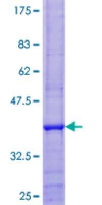 SDS-PAGE: Recombinant Human NDUFA7 GST (N-Term) Protein [H00004701-P01]