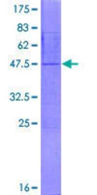 SDS-PAGE: Recombinant Human NDUFA8 GST (N-Term) Protein [H00004702-P01]