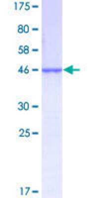 SDS-PAGE: Recombinant Human NDUFAB1 GST (N-Term) Protein [H00004706-P01]