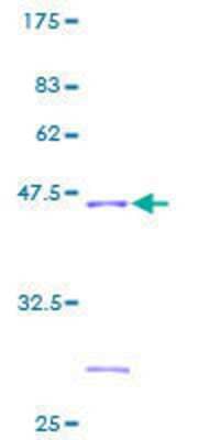 SDS-PAGE: Recombinant Human NDUFB6 GST (N-Term) Protein [H00004712-P01]