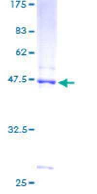 SDS-PAGE: Recombinant Human NDUFB8 GST (N-Term) Protein [H00004714-P01]