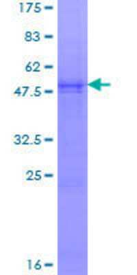 SDS-PAGE: Recombinant Human NDUFS8 GST (N-Term) Protein [H00004728-P01]