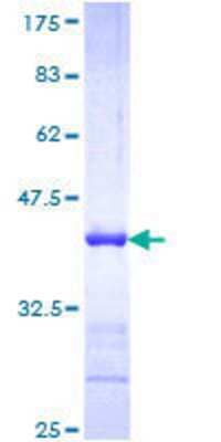 SDS-PAGE: Recombinant Human NF-H GST (N-Term) Protein [H00004744-Q01]