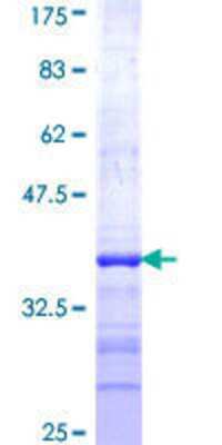 SDS-PAGE: Recombinant Human NEU2 GST (N-Term) Protein [H00004759-Q01]