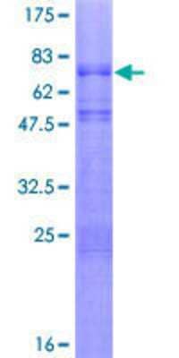 SDS-PAGE: Recombinant Human NeuroD1 GST (N-Term) Protein [H00004760-P01]