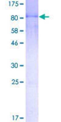 SDS-PAGE: Recombinant Human NFIA GST (N-Term) Protein [H00004774-P01]