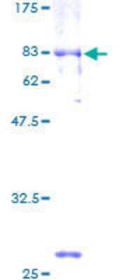 SDS-PAGE: Recombinant Human NFIB GST (N-Term) Protein [H00004781-P01]