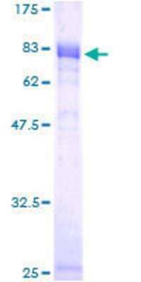 SDS-PAGE: Recombinant Human NFIL3 GST (N-Term) Protein [H00004783-P01]