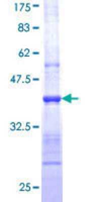 SDS-PAGE: Recombinant Human nNOS GST (N-Term) Protein [H00004842-Q01]