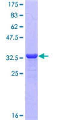 SDS-PAGE: Recombinant Human Neuropeptide Y GST (N-Term) Protein [H00004852-Q01]