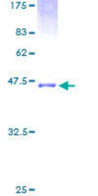 SDS-PAGE: Recombinant Human preproANP GST (N-Term) Protein [H00004878-P01]