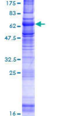 SDS-PAGE: Recombinant Human NPY2R GST (N-Term) Protein [H00004887-P01]