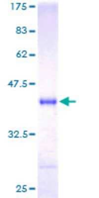 SDS-PAGE: Recombinant Human Neurogranin GST (N-Term) Protein [H00004900-P01]