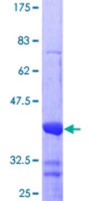 SDS-PAGE: Recombinant Human Nurr1/NGFI-B beta/NR4A2 GST (N-Term) Protein [H00004929-Q01]