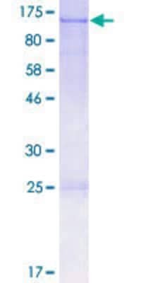 SDS-PAGE: Recombinant Human OPA1 GST (N-Term) Protein [H00004976-P01]