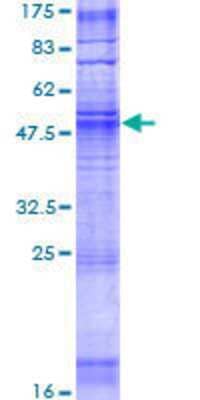 SDS-PAGE: Recombinant Human OR1F1 GST (N-Term) Protein [H00004992-P01]