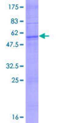 SDS-PAGE: Recombinant Human OR2C1 GST (N-Term) Protein [H00004993-P01]