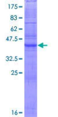 SDS-PAGE: Recombinant Human Claudin-11 GST (N-Term) Protein [H00005010-P01]