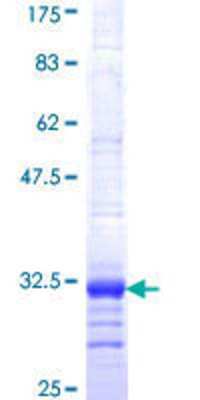 SDS-PAGE: Recombinant Human P2Y1/P2RY1 GST (N-Term) Protein [H00005028-Q01]