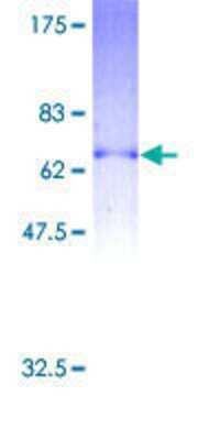 SDS-PAGE: Recombinant Human P2Y2 GST (N-Term) Protein [H00005029-P01]