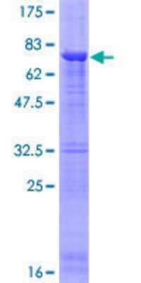 SDS-PAGE: Recombinant Human LIS1 GST (N-Term) Protein [H00005048-P01]