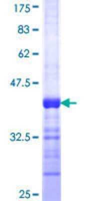 SDS-PAGE: Recombinant Human LIS1 GST (N-Term) Protein [H00005048-Q01]