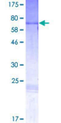 SDS-PAGE: Recombinant Human Pax2 GST (N-Term) Protein [H00005076-P01]