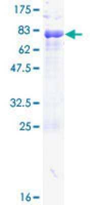 SDS-PAGE: Recombinant Human Pax6 GST (N-Term) Protein [H00005080-P01]