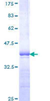 SDS-PAGE: Recombinant Human PBX1 GST (N-Term) Protein [H00005087-Q01]