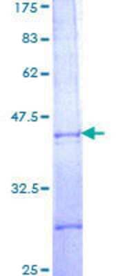 SDS-PAGE: Recombinant Human PBX2 GST (N-Term) Protein [H00005089-Q01]