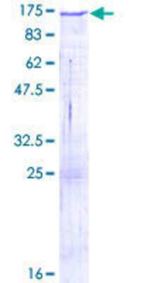 SDS-PAGE: Recombinant Human Protocadherin-8 GST (N-Term) Protein [H00005100-P01]