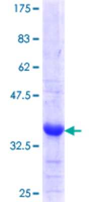 SDS-PAGE: Recombinant Human PC6 GST (N-Term) Protein [H00005125-Q01]