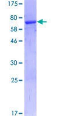 SDS-PAGE: Recombinant Human PDCD2 GST (N-Term) Protein [H00005134-P01]