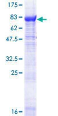 SDS-PAGE: Recombinant Human PDE1A GST (N-Term) Protein [H00005136-P01]