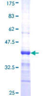 SDS-PAGE: Recombinant Human PDE2A GST (N-Term) Protein [H00005138-Q01]