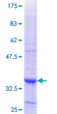 SDS-PAGE: Recombinant Human PDE8A GST (N-Term) Protein [H00005151-Q01]