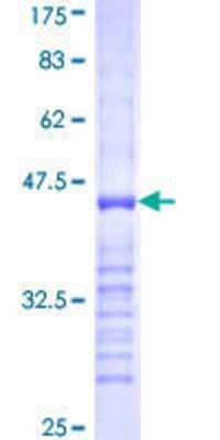 SDS-PAGE: Recombinant Human PDE1B GST (N-Term) Protein [H00005153-Q01]