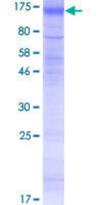 SDS-PAGE: Recombinant Human SLC26A4 GST (N-Term) Protein [H00005172-P01]