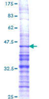 SDS-PAGE: Recombinant Human Prodynorphin/PDYN GST (N-Term) Protein [H00005173-Q01]