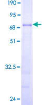 SDS-PAGE: Recombinant Human PEX12 GST (N-Term) Protein [H00005193-P01]