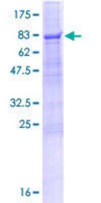 SDS-PAGE: Recombinant Human PEX14 GST (N-Term) Protein [H00005195-P01]