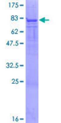 SDS-PAGE: Recombinant Human PFKFB4 GST (N-Term) Protein [H00005210-P01]