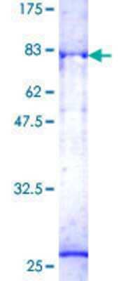 SDS-PAGE: Recombinant Human PFTK1 GST (N-Term) Protein [H00005218-P01]