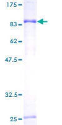 SDS-PAGE: Recombinant Human PGM3 GST (N-Term) Protein [H00005238-P01]