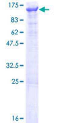 SDS-PAGE: Recombinant Human VPS34 GST (N-Term) Protein [H00005289-P01]