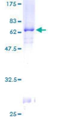 SDS-PAGE: Recombinant Human PITX2 GST (N-Term) Protein [H00005308-P01]